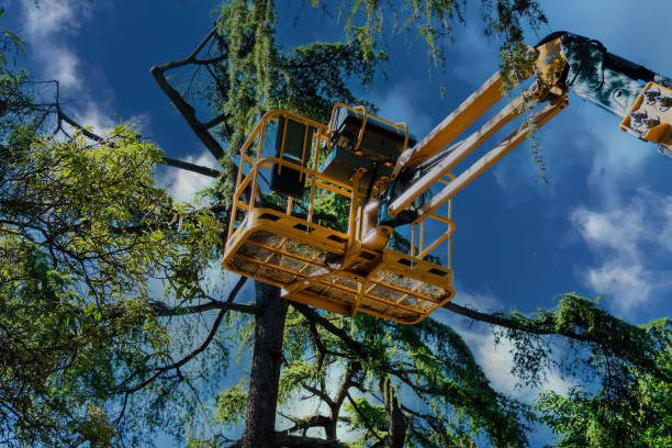 Reliable Vancouver, WA Tree Removal and Landscaping Services Solutions